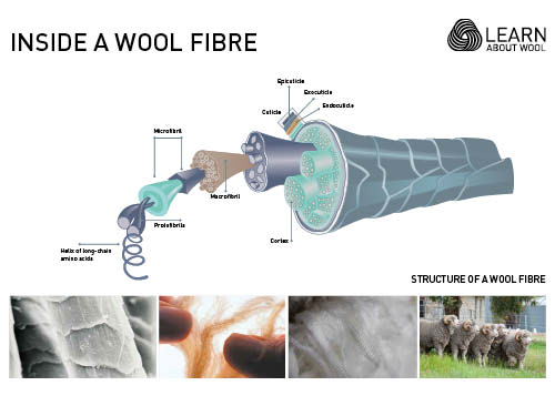 Inside a wool fibre