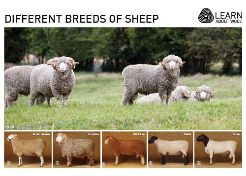 Different breeds of sheep