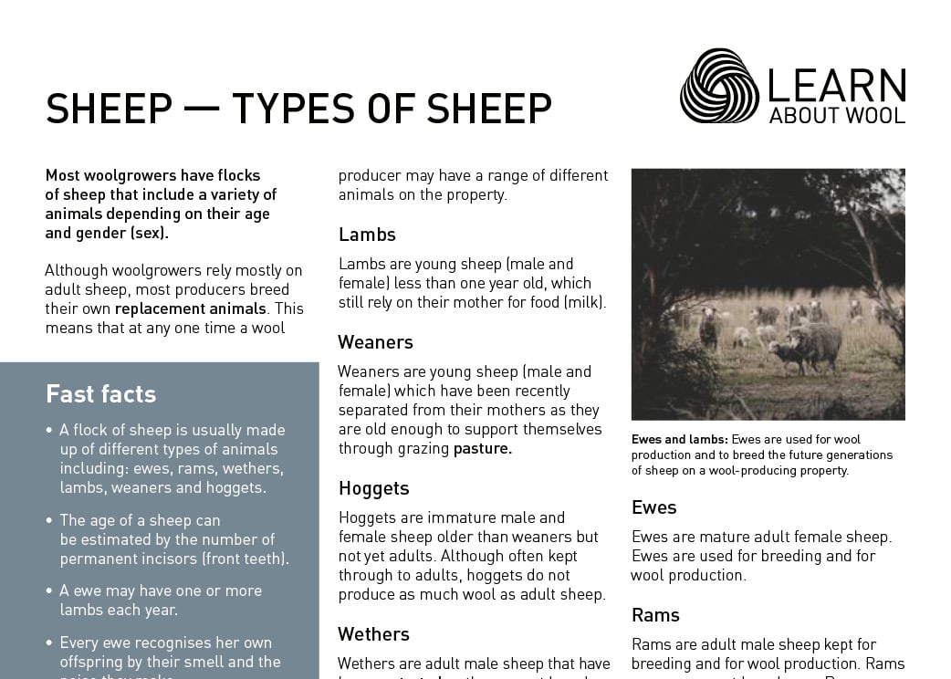 Sheep — types of sheep