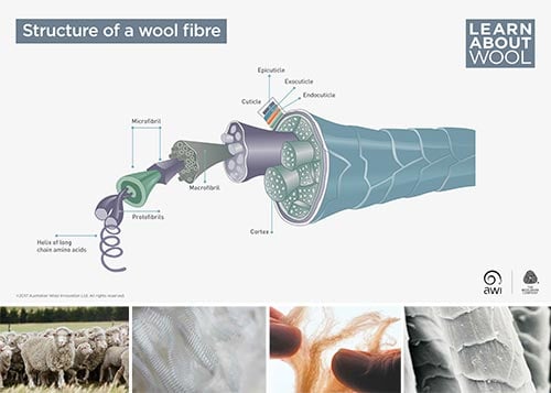Structure of a wool fibre