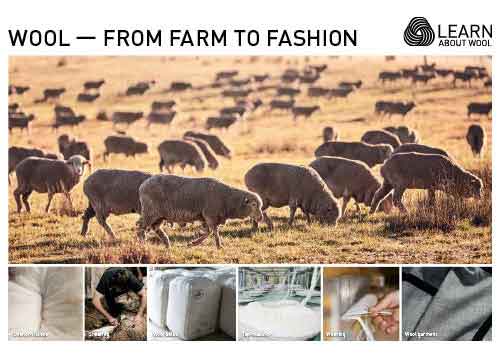 Wool — from farm to fashion