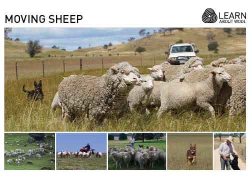 Moving sheep