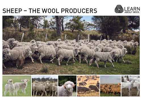 Sheep — the wool producers