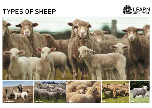 Types of sheep