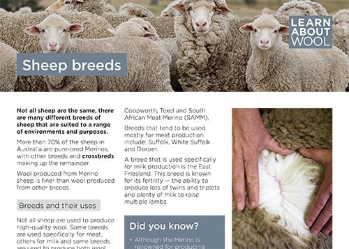 Sheep breeds