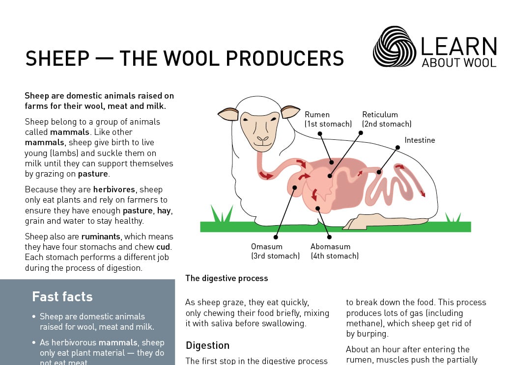 Sheep — the wool producers