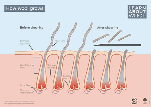 How wool grows