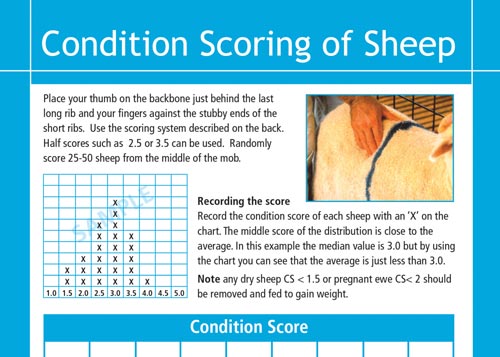 Condition scoring of sheep