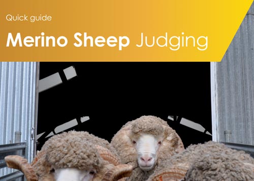Quick guide to Merino sheep judging (Agricultural shows Australia)