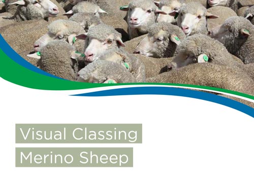 Visual classing Merino sheep
