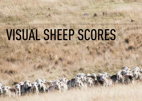 Visual sheep scores