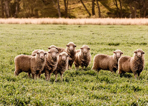 Australian Wool Innovation