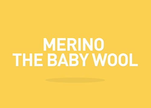 Merino — the baby wool