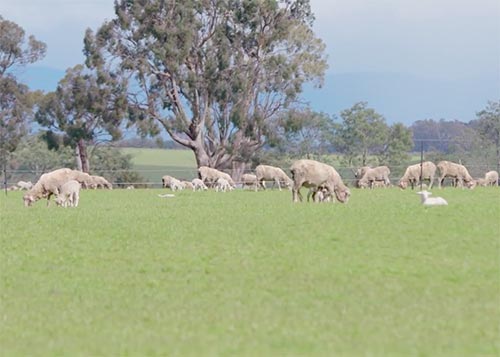 Sam the Lamb — The needs of sheep